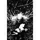Swamp Thing Is Killing The Children #1 Cover P Unlimited Full Art Dell Edera