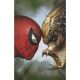Predator Vs Spider-Man #1 Second Printing 1:25 Ryan Brown Varaint