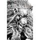 Wolfs Bite #1 Cover C Roy Allan Martinez B&W Limited Edition Variant